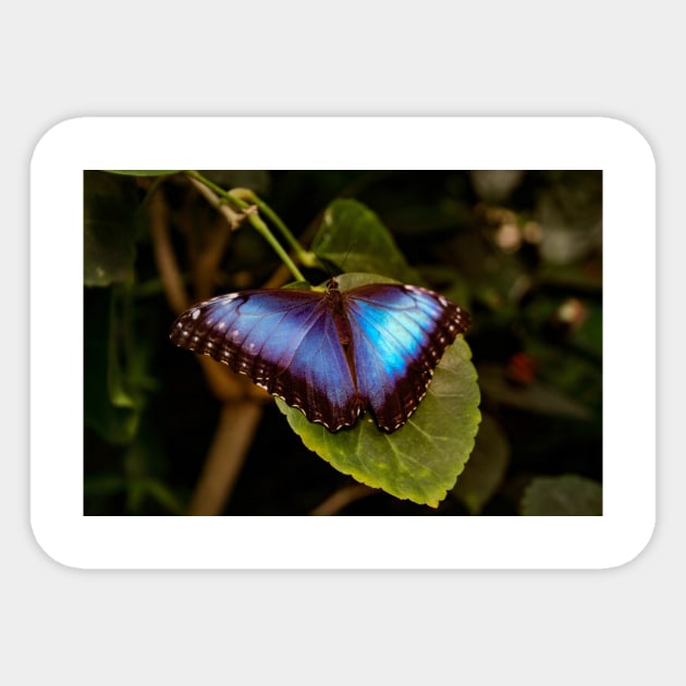 Blue Morpho Butterfly Sticker by Rob Johnson Photography